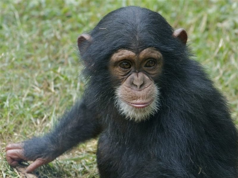Шимпанзе - красивые картинки (100 фото) #38