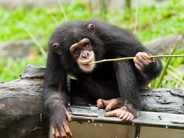 Шимпанзе - красивые картинки (100 фото) #32