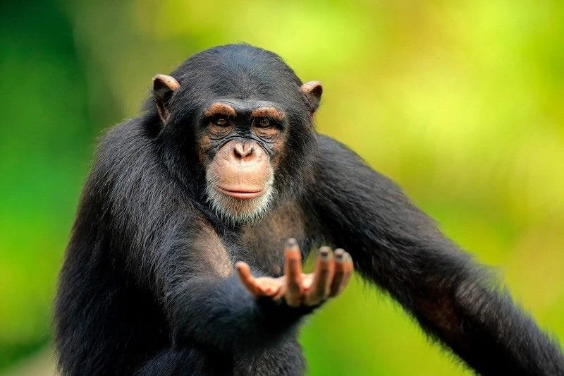 Шимпанзе - красивые картинки (100 фото) #4