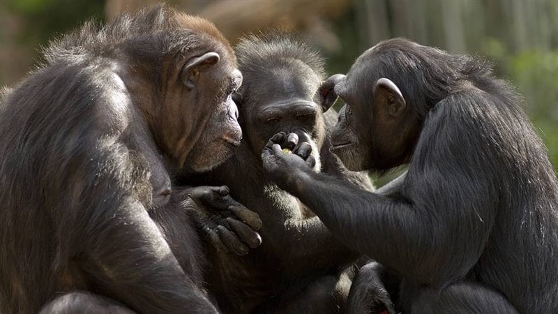 Шимпанзе - красивые картинки (100 фото) #28