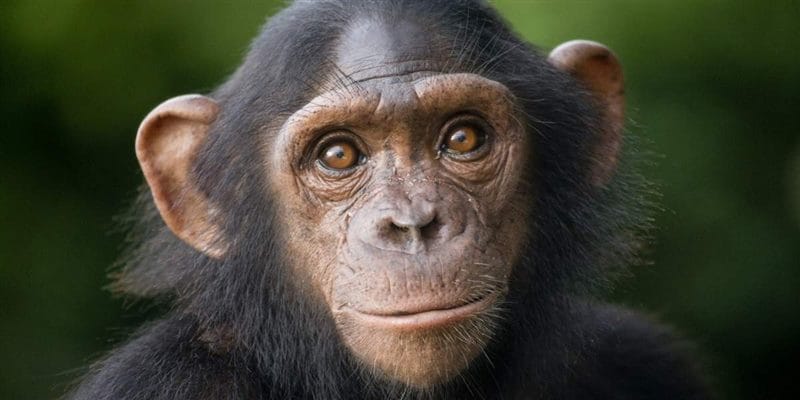 Шимпанзе - красивые картинки (100 фото) #100