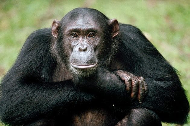 Шимпанзе - красивые картинки (100 фото) #19