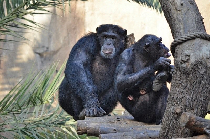 Шимпанзе - красивые картинки (100 фото) #3