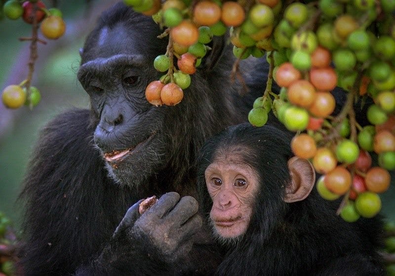 Шимпанзе - красивые картинки (100 фото) #8