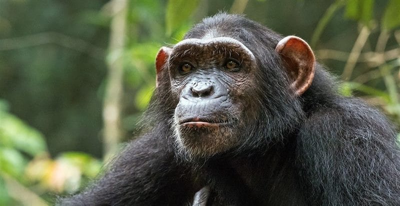 Шимпанзе - красивые картинки (100 фото) #29