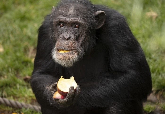Шимпанзе - красивые картинки (100 фото) #30