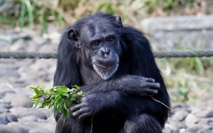Шимпанзе - красивые картинки (100 фото) #35