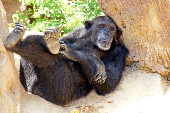 Шимпанзе - красивые картинки (100 фото) #11