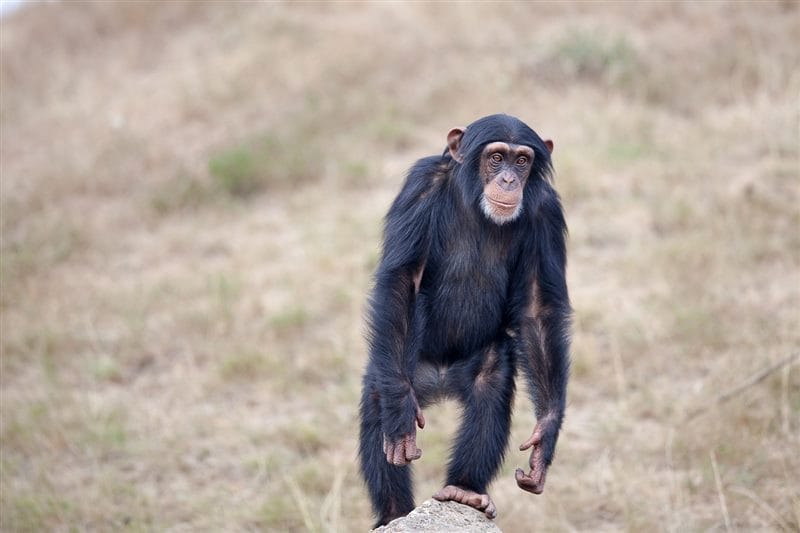 Шимпанзе - красивые картинки (100 фото) #6