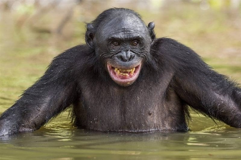 Шимпанзе - красивые картинки (100 фото) #14