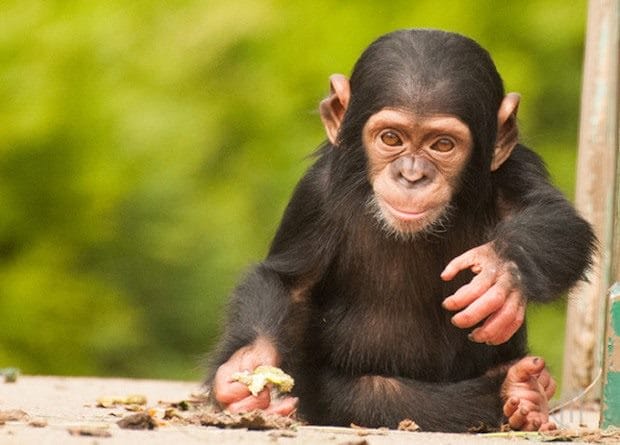 Шимпанзе - красивые картинки (100 фото) #12