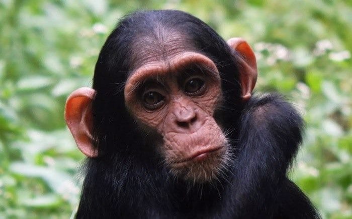 Шимпанзе - красивые картинки (100 фото) #17