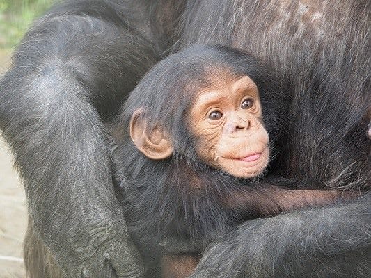 Шимпанзе - красивые картинки (100 фото) #25