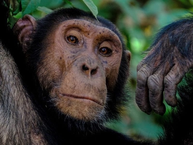 Шимпанзе - красивые картинки (100 фото) #20