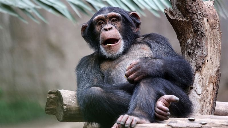Шимпанзе - красивые картинки (100 фото) #16