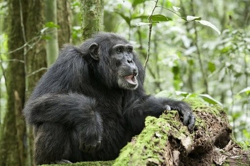 Шимпанзе - красивые картинки (100 фото) #26
