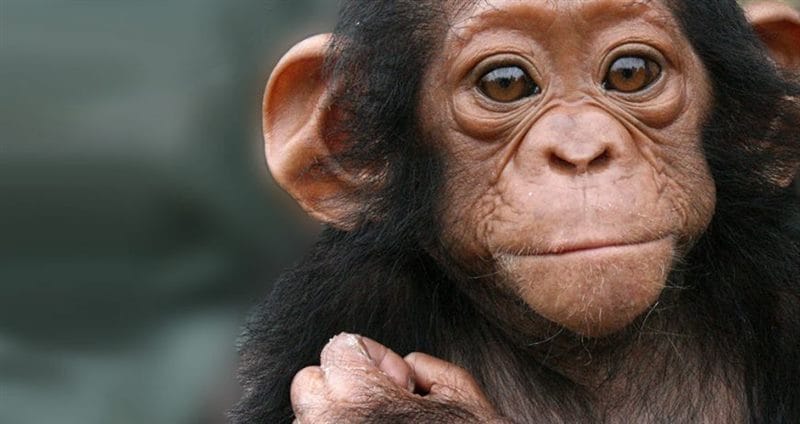 Шимпанзе - красивые картинки (100 фото) #34