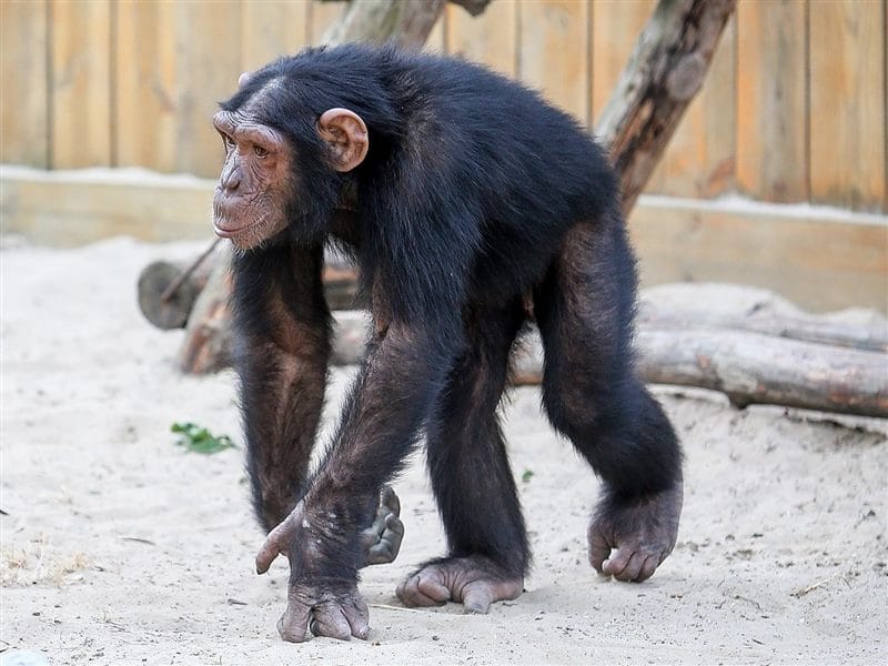 Шимпанзе - красивые картинки (100 фото) #31