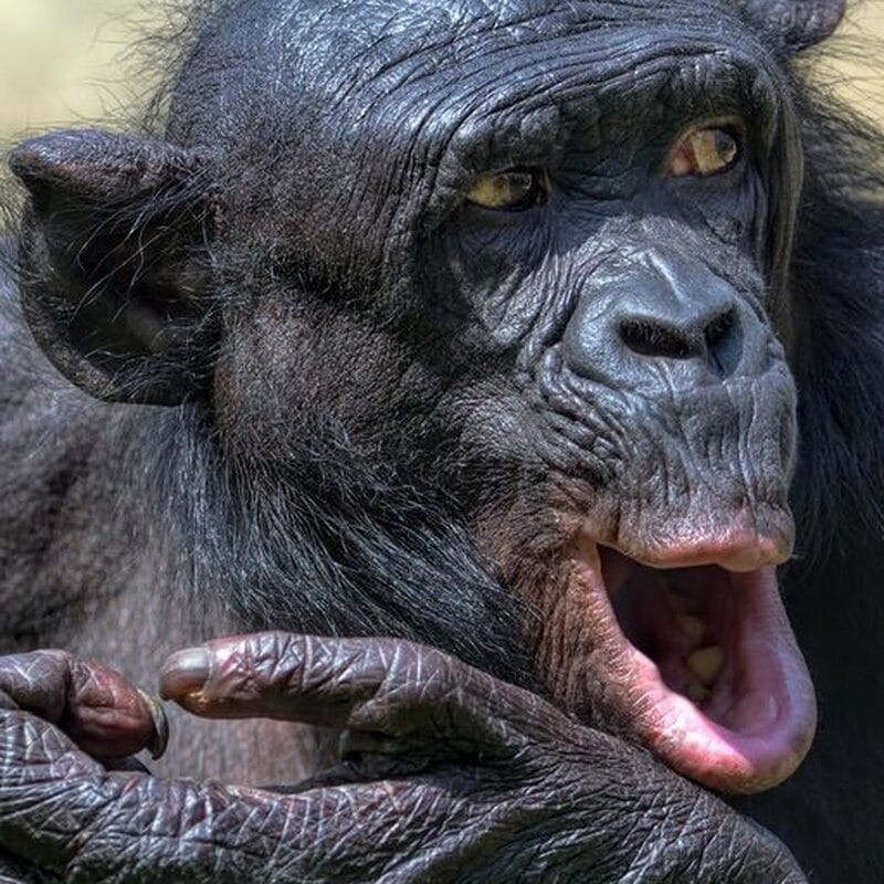 Шимпанзе - красивые картинки (100 фото) #21