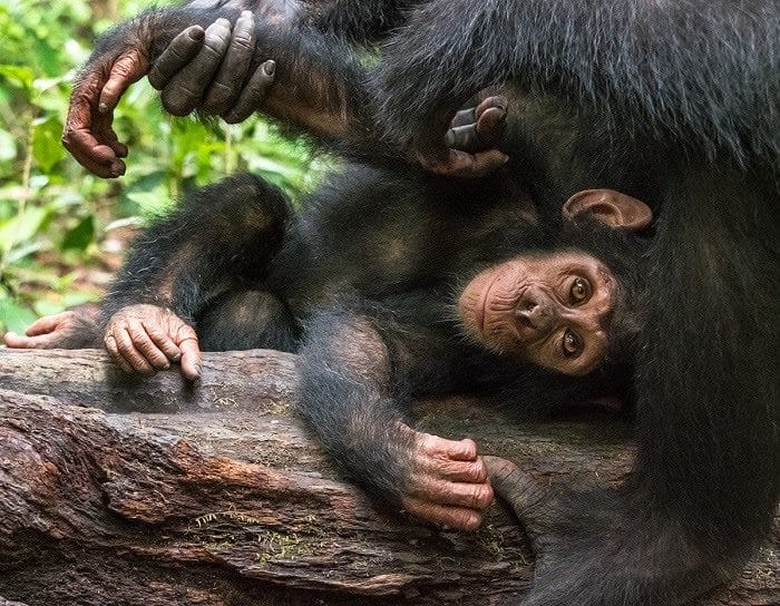Шимпанзе - красивые картинки (100 фото) #36