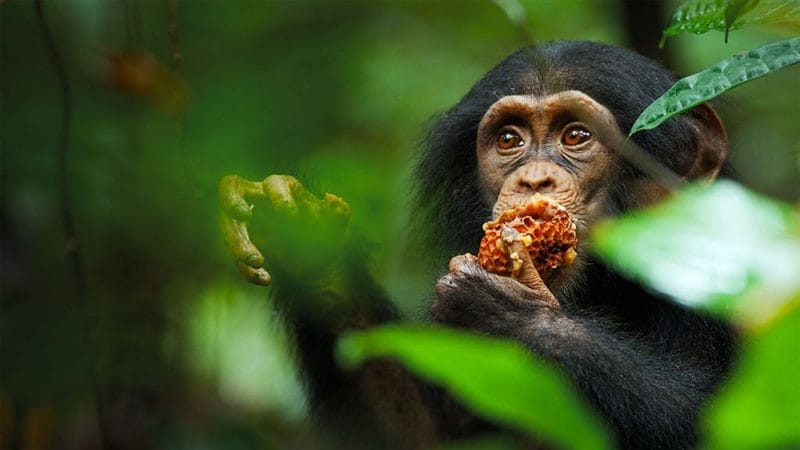 Шимпанзе - красивые картинки (100 фото) #39