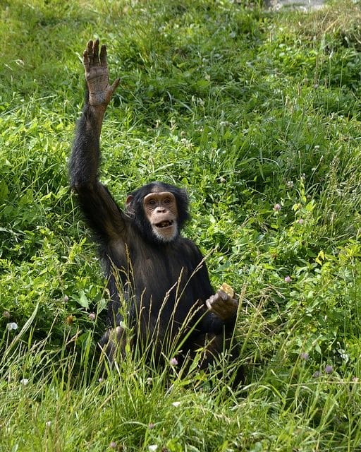 Шимпанзе - красивые картинки (100 фото) #37