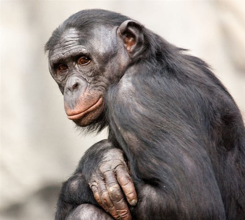 Шимпанзе - красивые картинки (100 фото) #90
