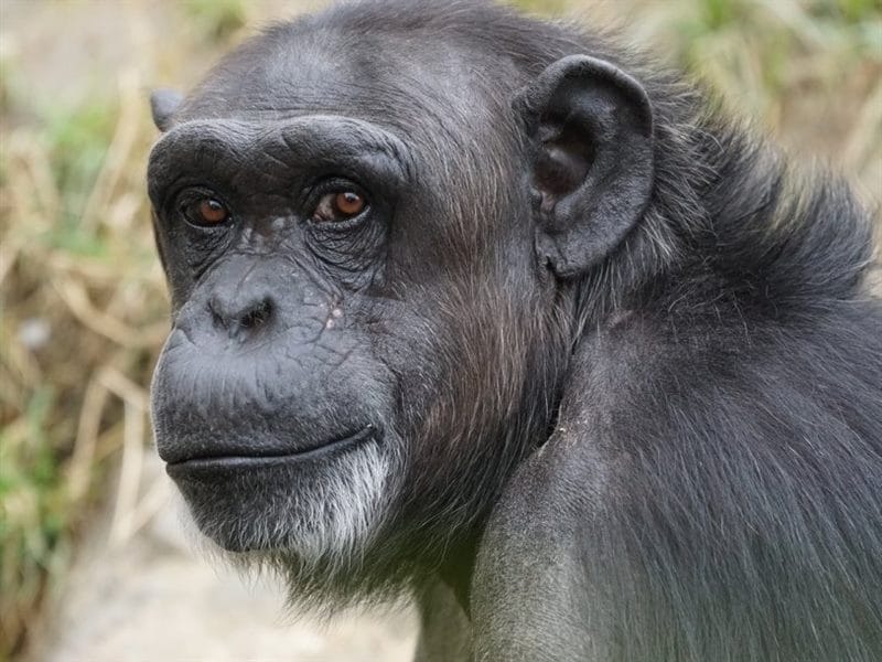 Шимпанзе - красивые картинки (100 фото) #92