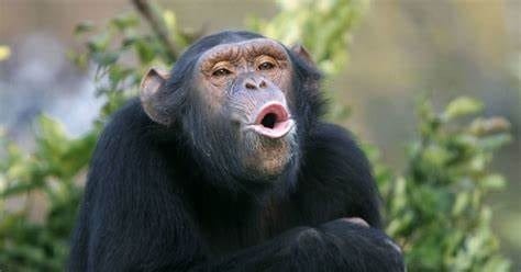 Шимпанзе - красивые картинки (100 фото) #93
