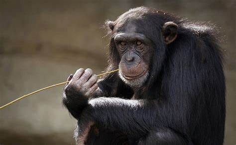 Шимпанзе - красивые картинки (100 фото) #97