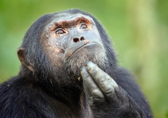 Шимпанзе - красивые картинки (100 фото) #91