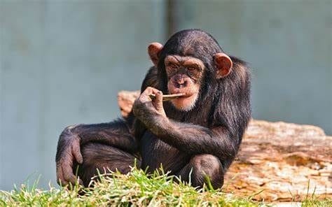 Шимпанзе - красивые картинки (100 фото) #94