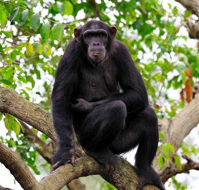 Шимпанзе - красивые картинки (100 фото) #99