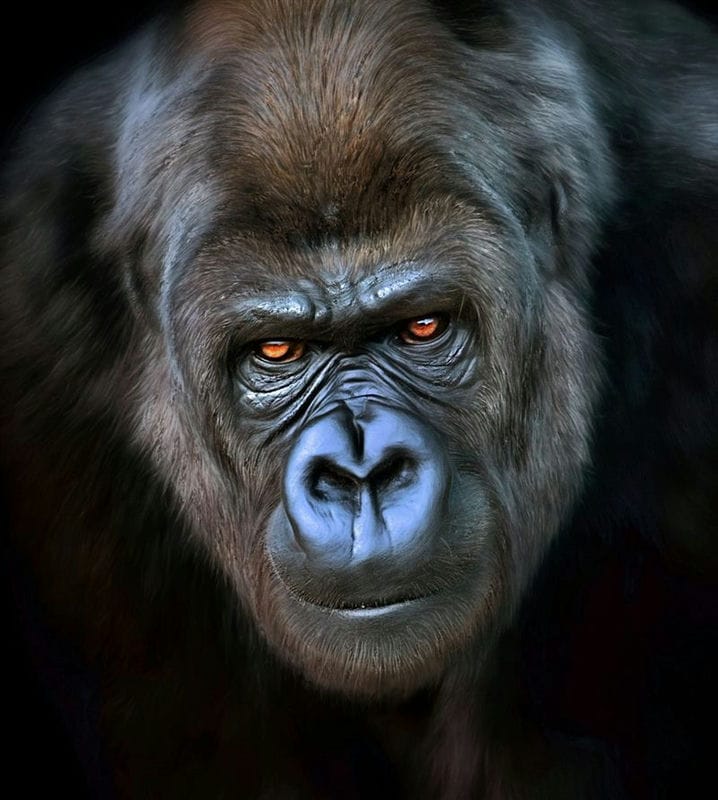 Шимпанзе - красивые картинки (100 фото) #50
