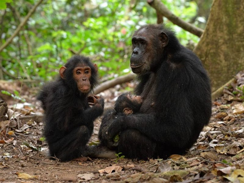 Шимпанзе - красивые картинки (100 фото) #60