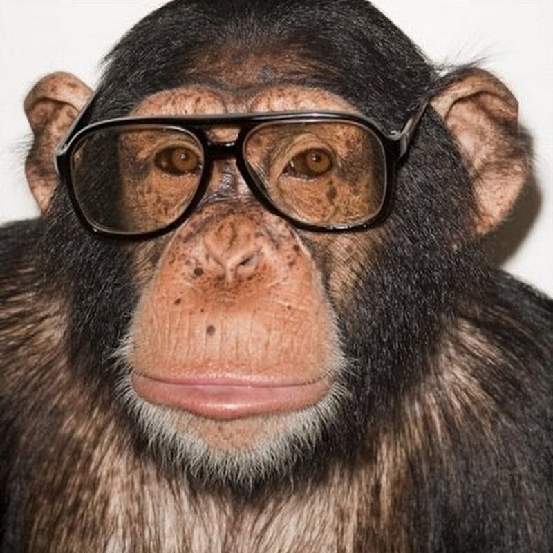 Шимпанзе - красивые картинки (100 фото) #67