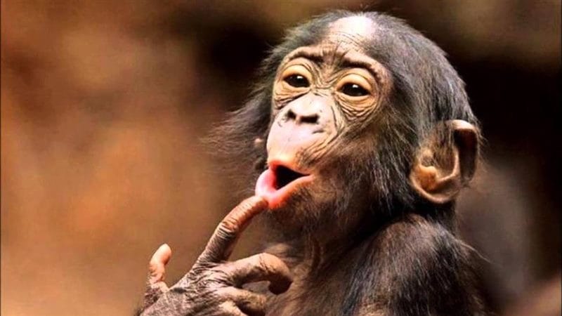 Шимпанзе - красивые картинки (100 фото) #81