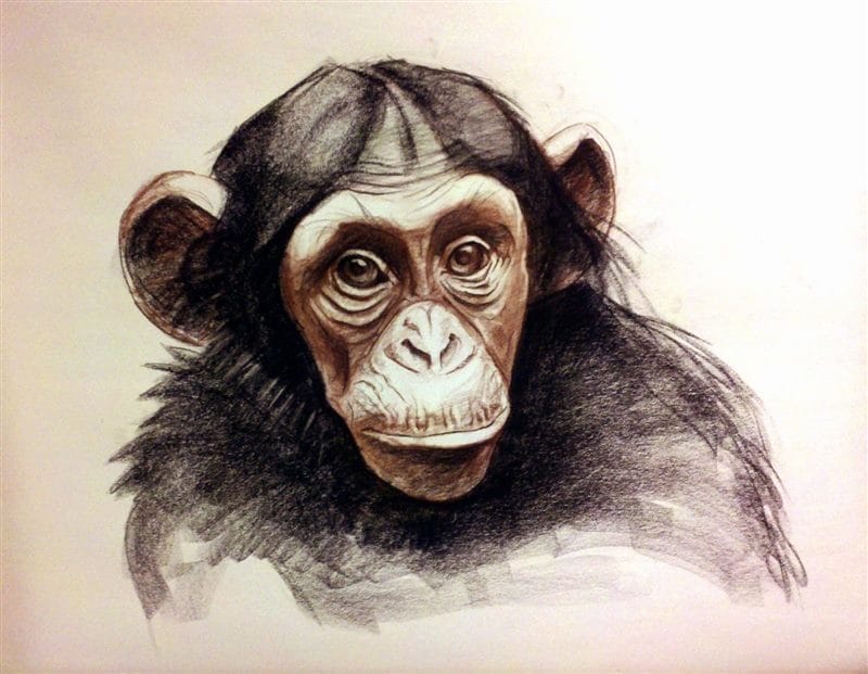 Шимпанзе - красивые картинки (100 фото) #41