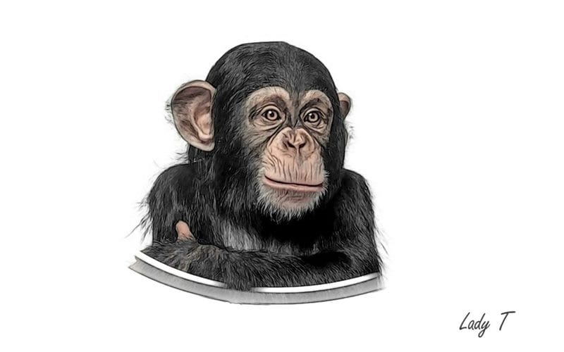 Шимпанзе - красивые картинки (100 фото) #87