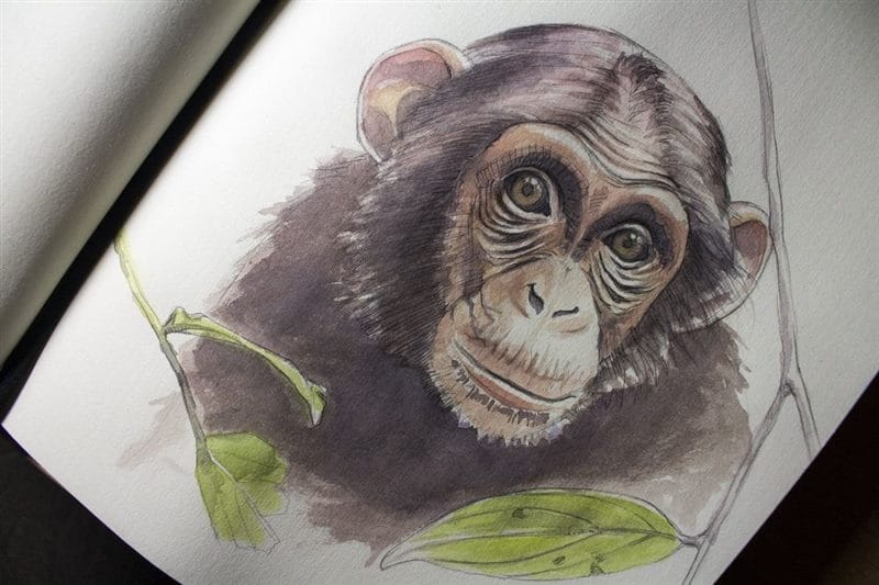 Шимпанзе - красивые картинки (100 фото) #62