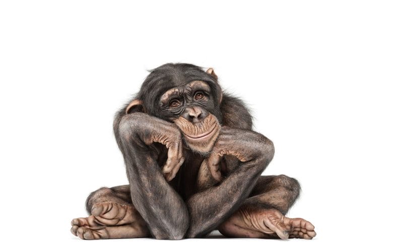 Шимпанзе - красивые картинки (100 фото) #83