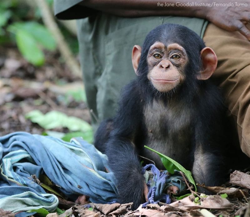 Шимпанзе - красивые картинки (100 фото) #57