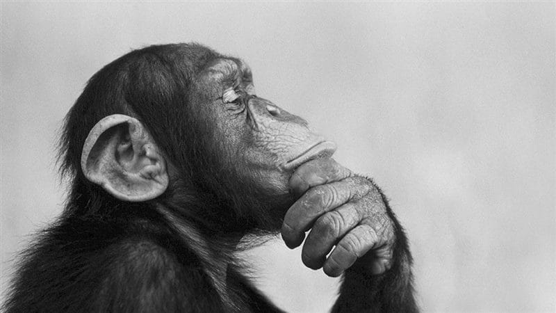 Шимпанзе - красивые картинки (100 фото) #73