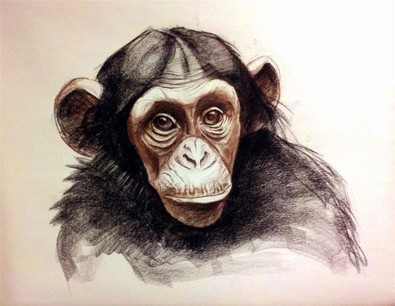 Шимпанзе - красивые картинки (100 фото) #55