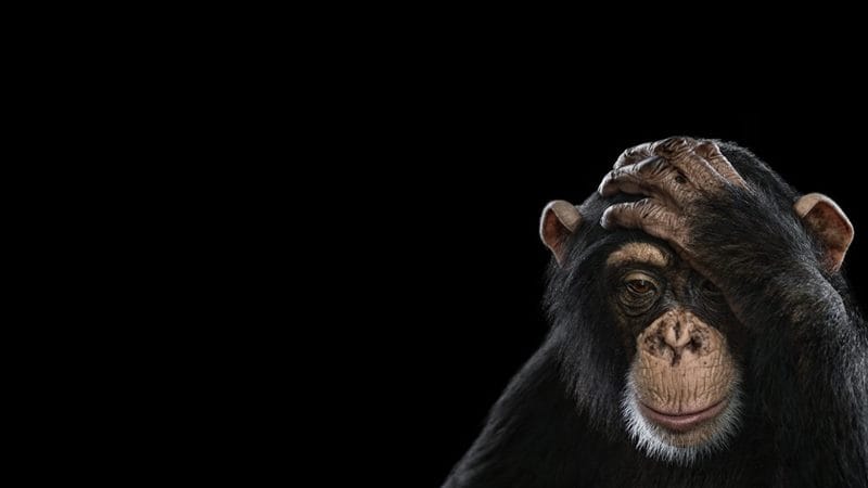 Шимпанзе - красивые картинки (100 фото) #89