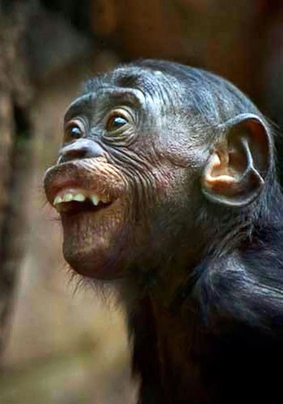 Шимпанзе - красивые картинки (100 фото) #64
