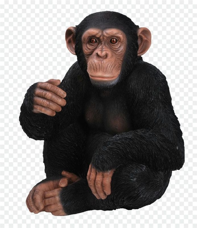 Шимпанзе - красивые картинки (100 фото) #70