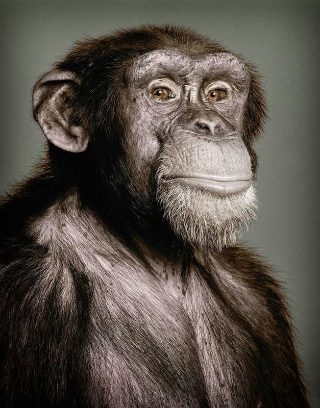 Шимпанзе - красивые картинки (100 фото) #46