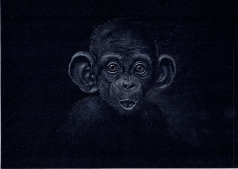 Шимпанзе - красивые картинки (100 фото) #71