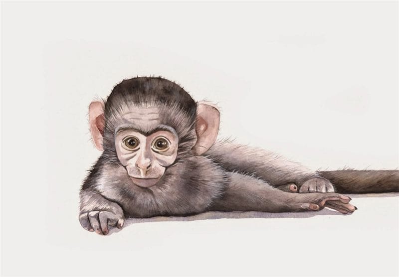Шимпанзе - красивые картинки (100 фото) #86